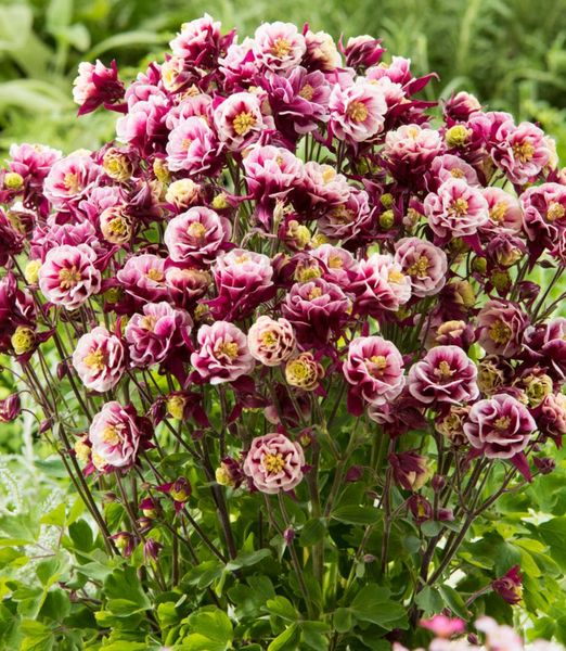 Aquilegia vulgaris 'Winky Double Red White'